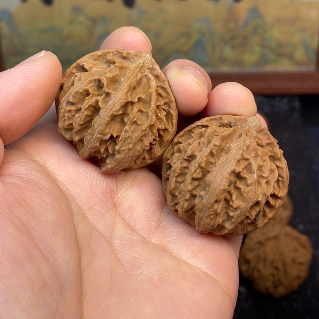 核桃5号链接5555555