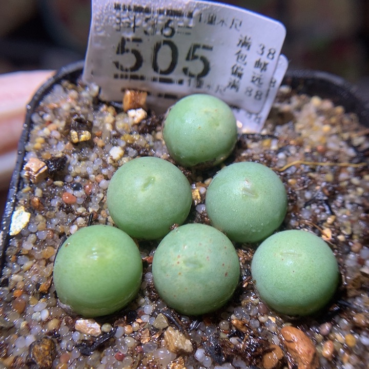 精品生石花36.505