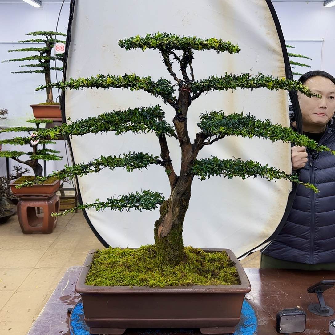 盆景欢迎大家一起来捡漏