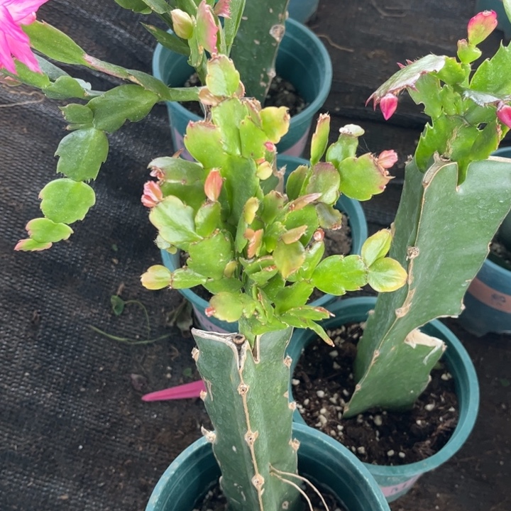 卫***得47号.27脸红的糖颜色000000000000