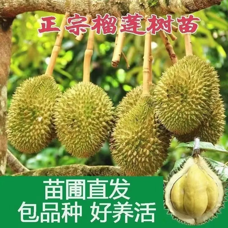 c金枕榴莲苗猫山榴莲苗黑刺榴莲苗嫁接苗带土带分枝正宗榴莲苗