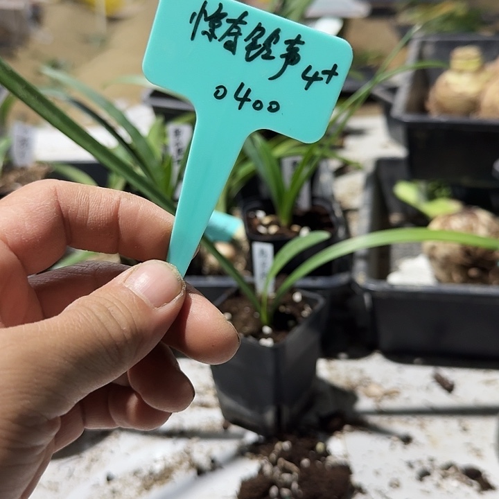惊奇铃声朱顶红一棵4+