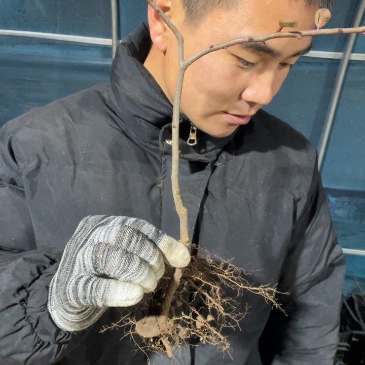 长寿冠海棠花一颗苗