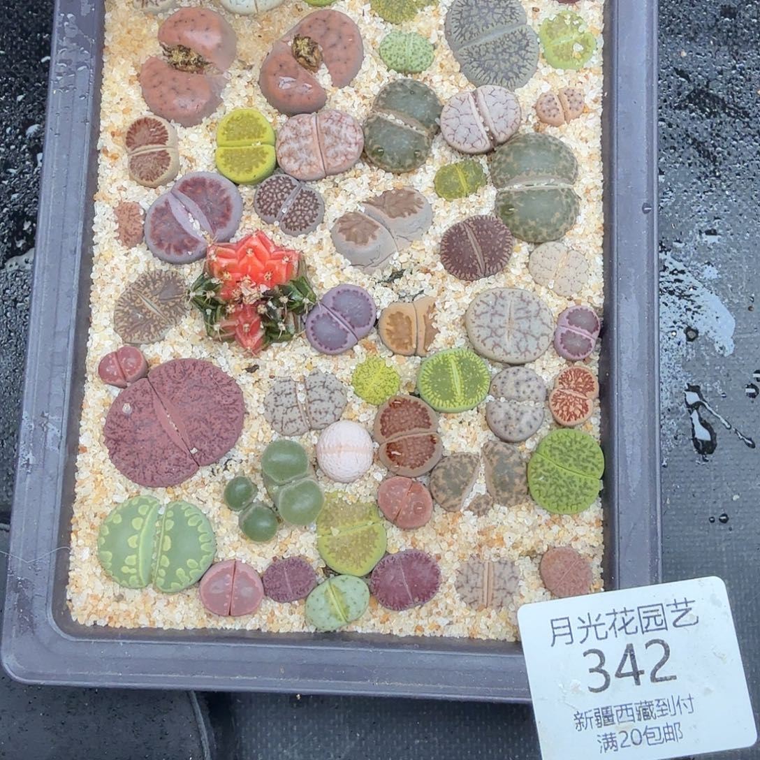 哈哈哈你真的会有这种342我