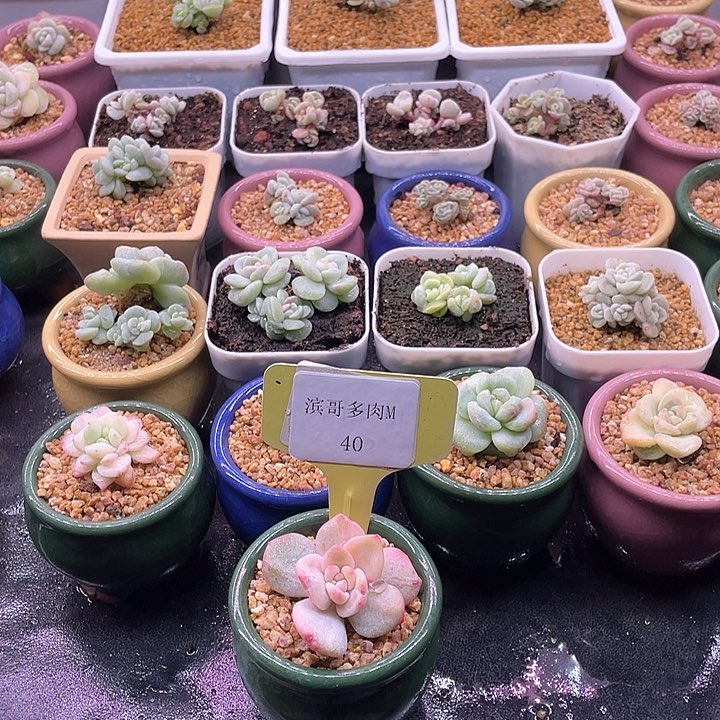 滨哥多肉M40橙梦露锦福利