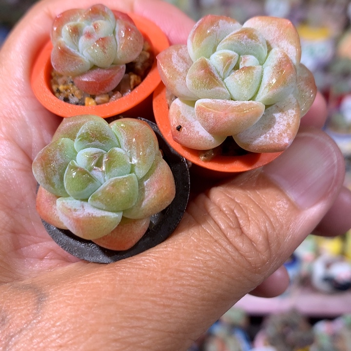 冰透溏心冰玉3个带盆发货 满100包邮