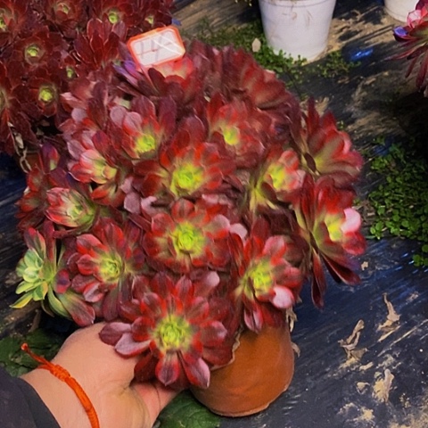 安娜老桩捧花法师14链接