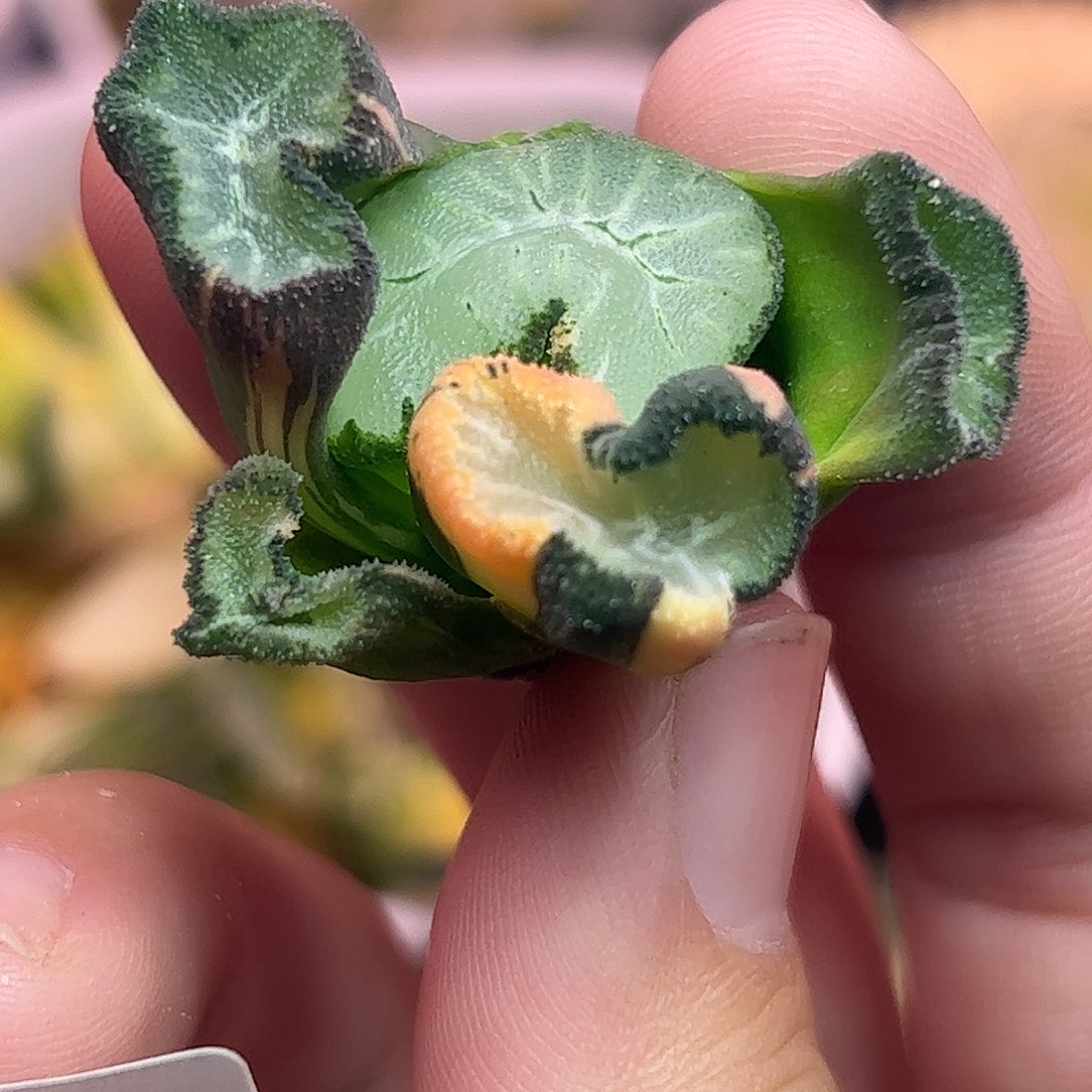 809巨大化花玲锦十二卷