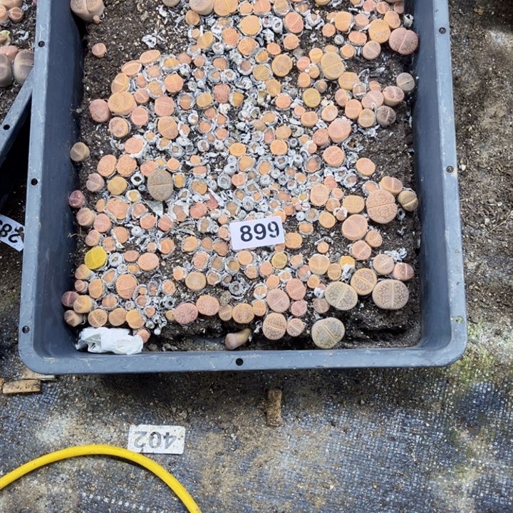 899 生石花一物一图如图