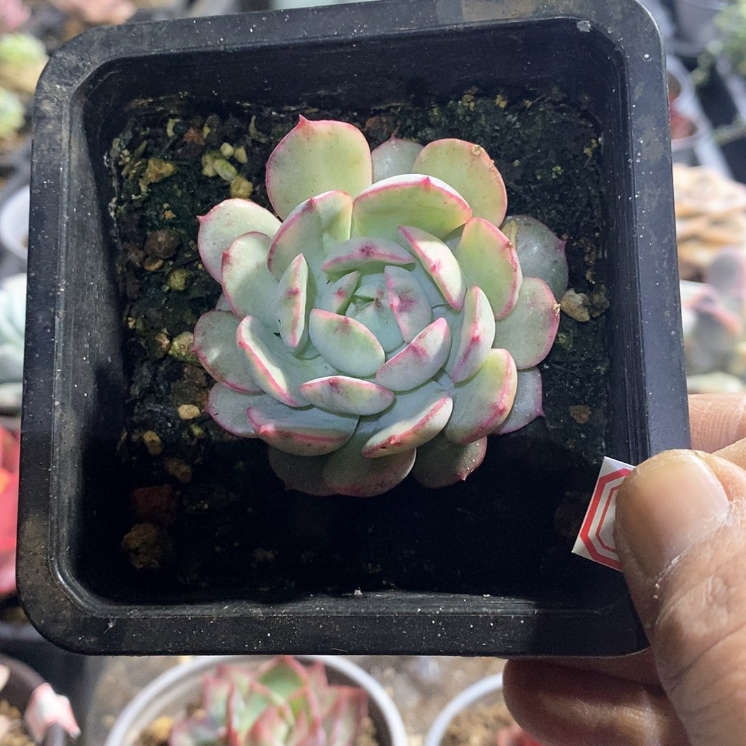 A733精美多肉般若锦