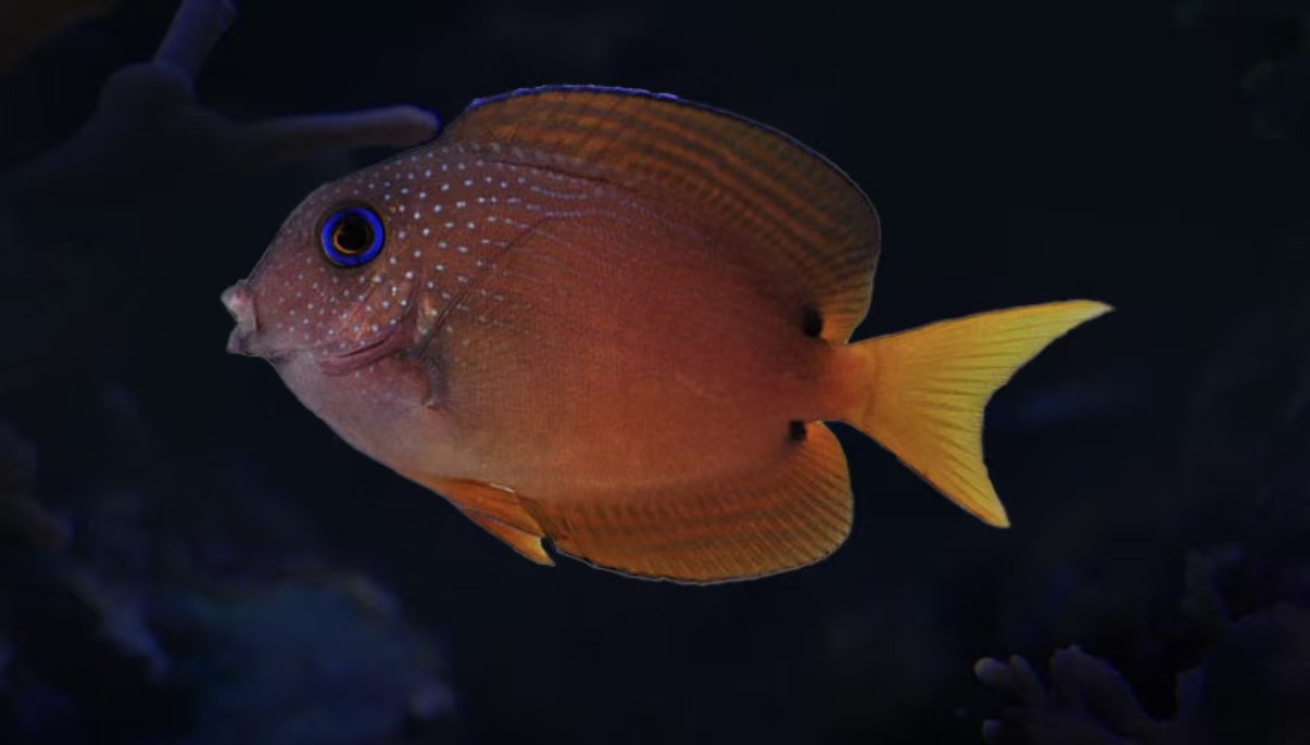 蓝眼食苔吊海水观赏鱼售后需开箱视频免包装费