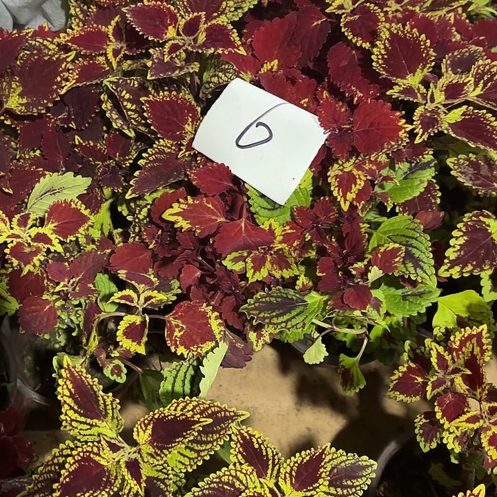 全部花苞彩叶6号1盆