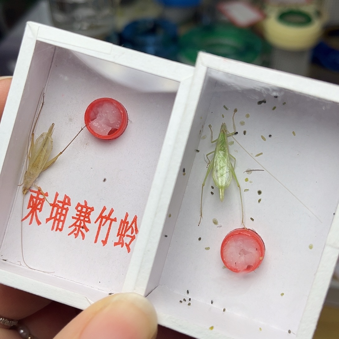 蚂蚁工坊柬埔寨。 一只。 