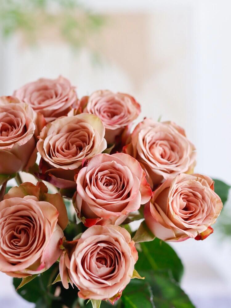 【卡布奇诺】 云南基地直发鲜花  