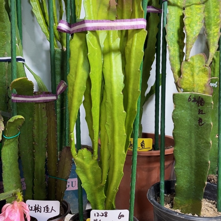 当前无花栽培后可以开花炎*?橙鱼