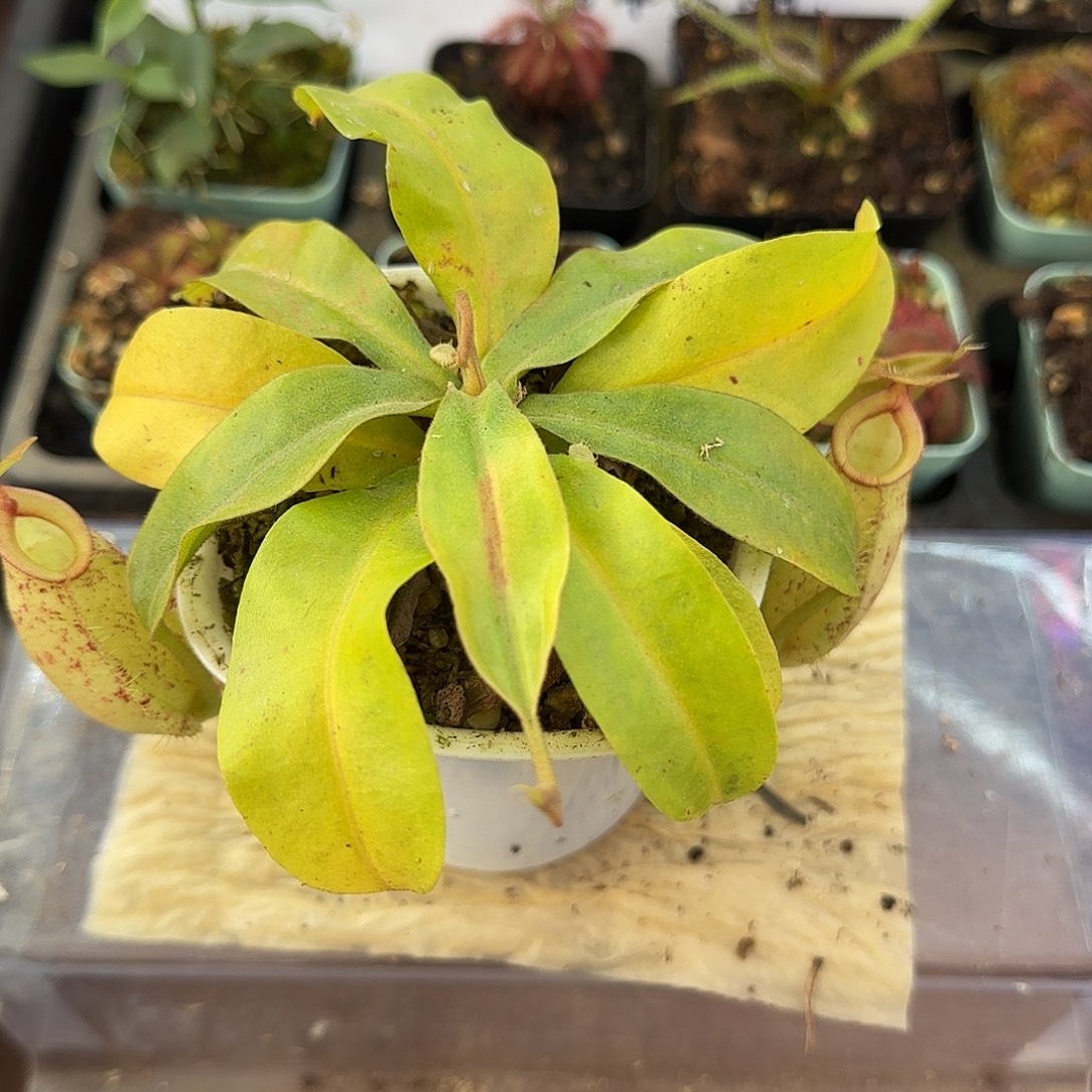 无花朵虎克猪笼草