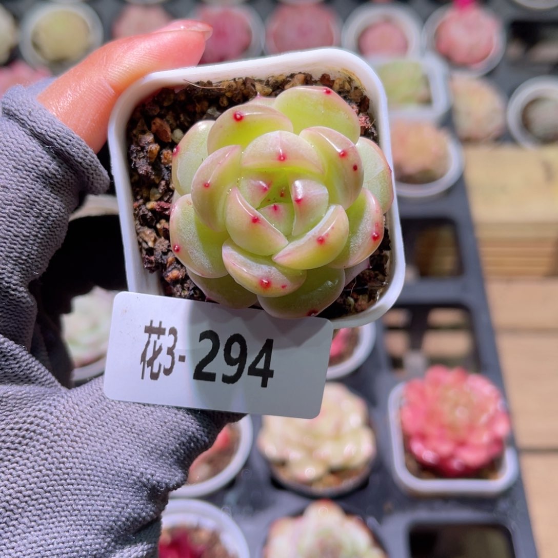 花03-294新品珍妮