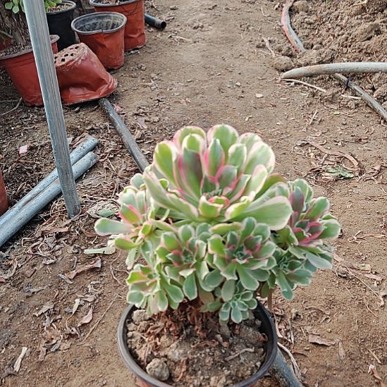 浣纱加急发货法师17