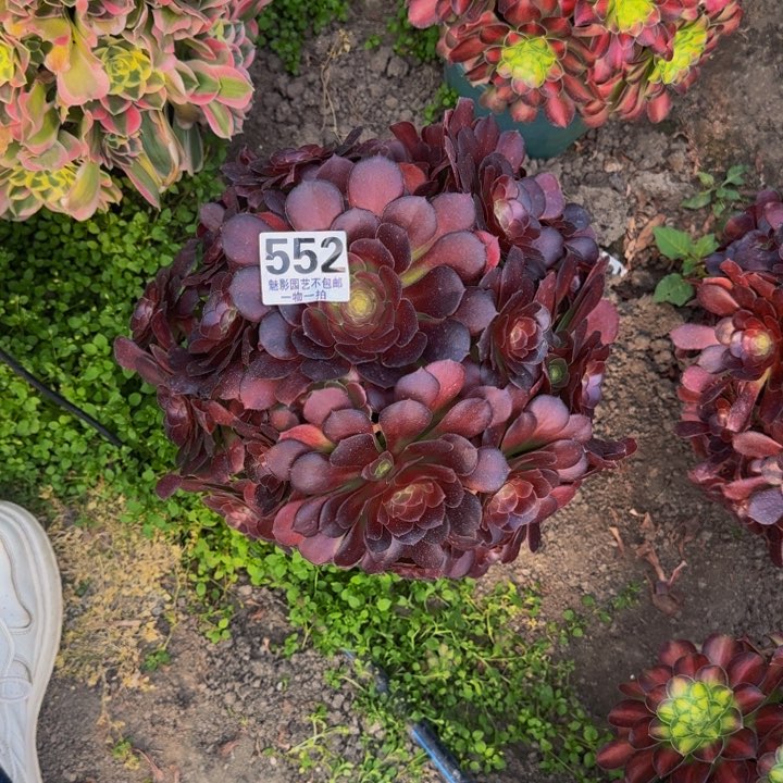 荷兰玫瑰27+23包邮花花