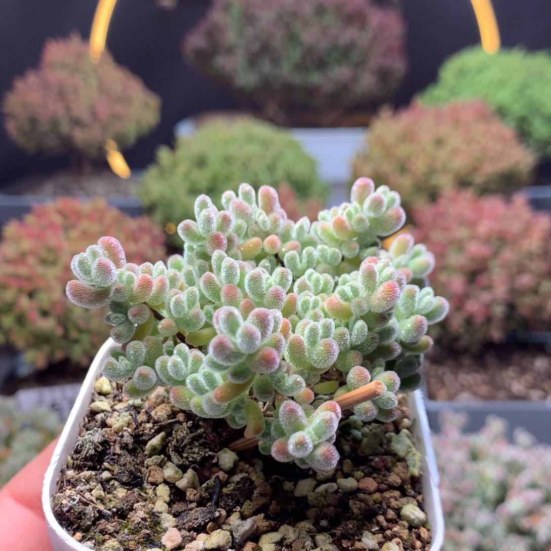 c678实生冰晶枝干番杏