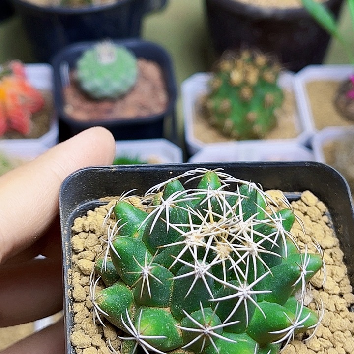 白鹰丸实生球一颗一颗