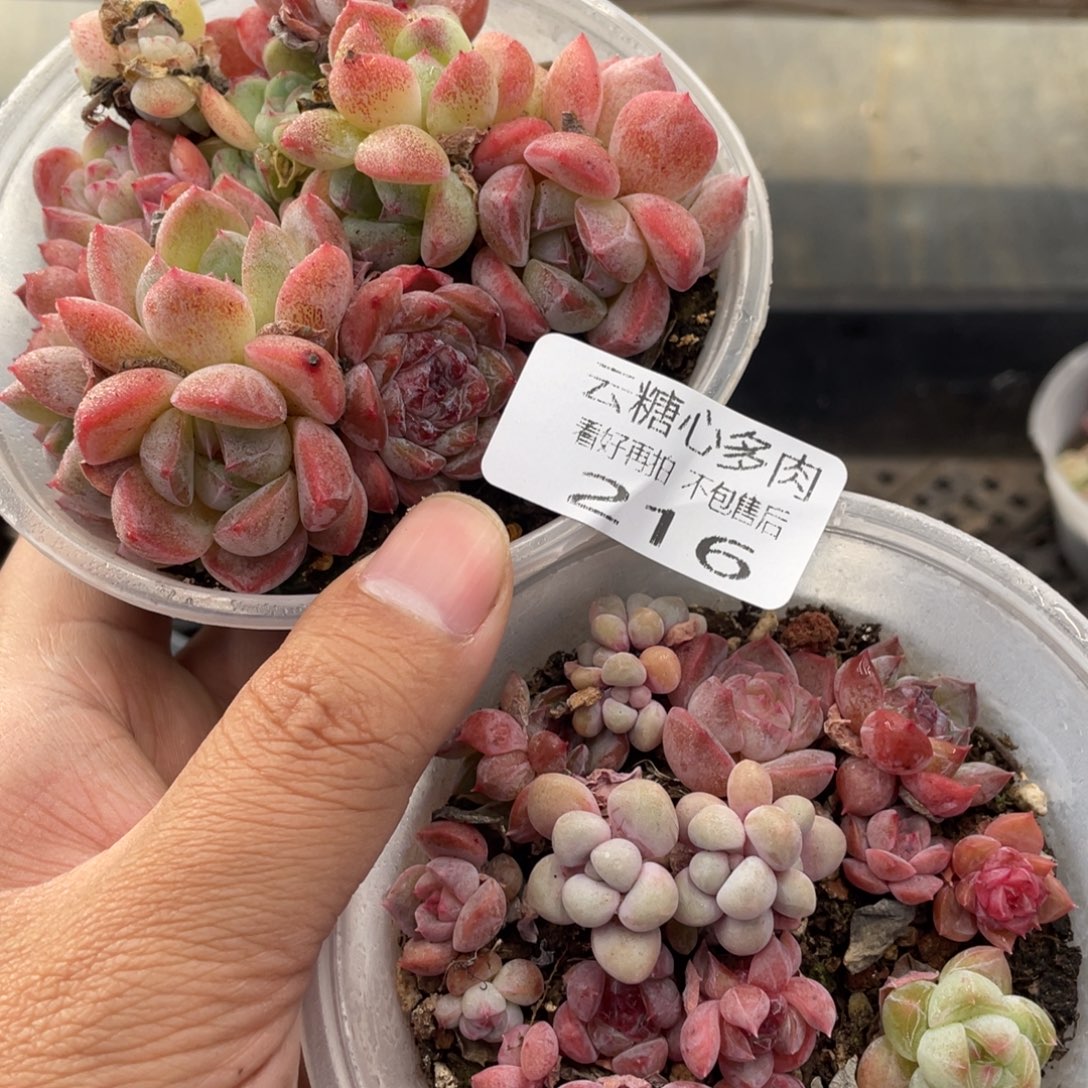 云糖心多肉植物216