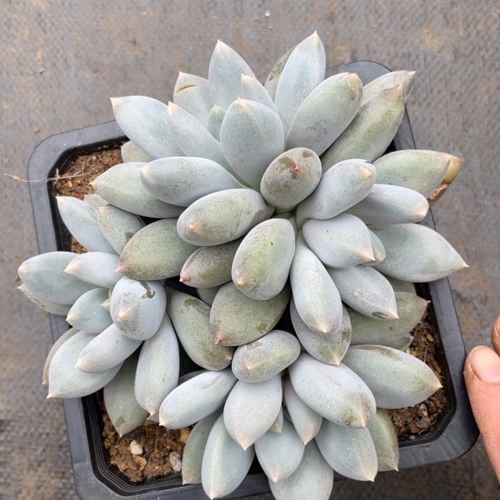 黄体，胖体，哥特，4头