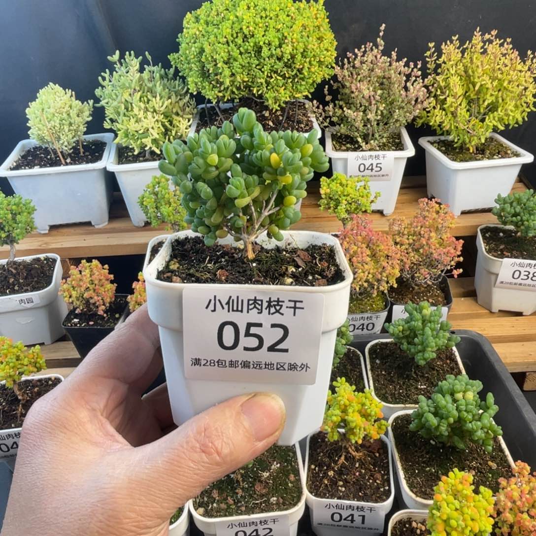 052枝干番杏8口盆元宝