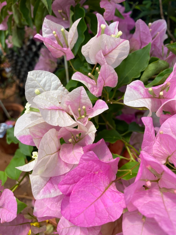 三角梅漳红英广红英花卉运输会掉花落叶断枝或光杆介意勿拍