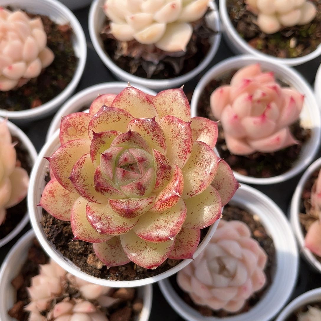 N****G优选麦秆福利8859