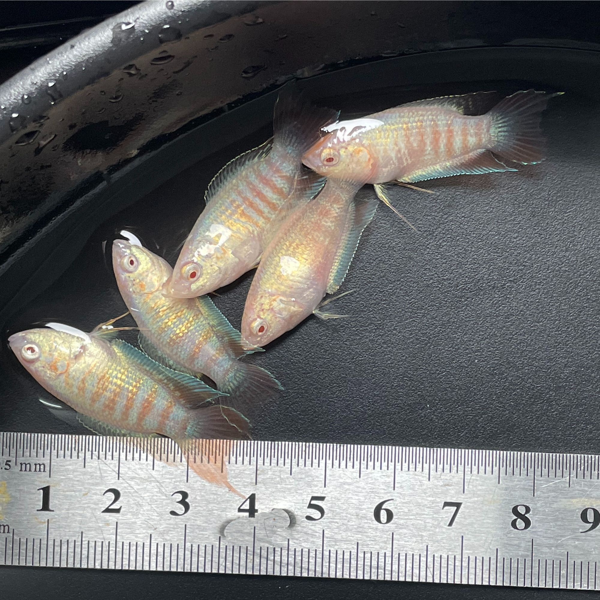 中国斗鱼菩萨鱼灭蚊鱼澳火苗冷水鱼淡水鱼观赏鱼好养耐活小型鱼苗