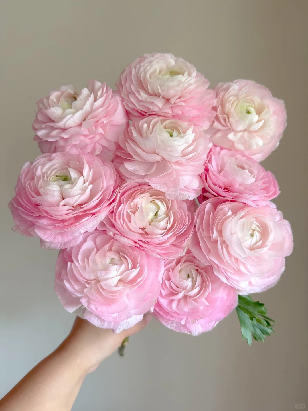 定制精选 樱花粉洋牡丹5支