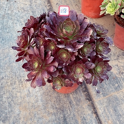 黑膜多肉法师238号