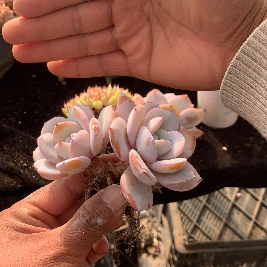 ****兔你是怎么对的呀怎么办