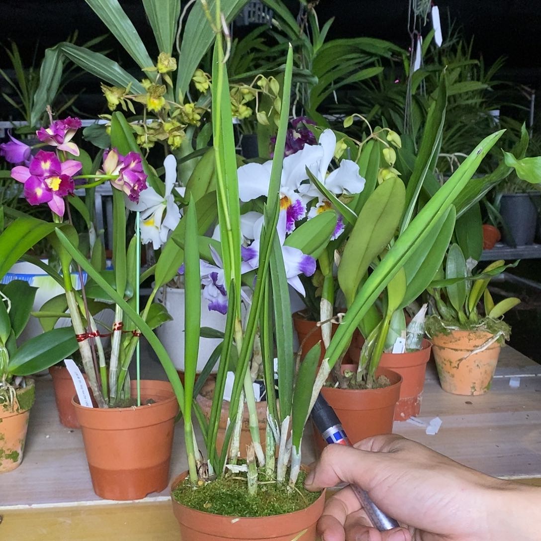 全部花苞糊**道黄鸟