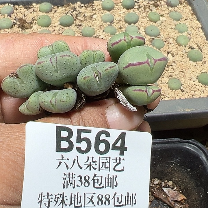 564号少将2颗多肉植物