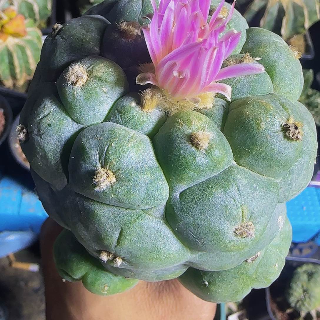 大尤仙624仙人球