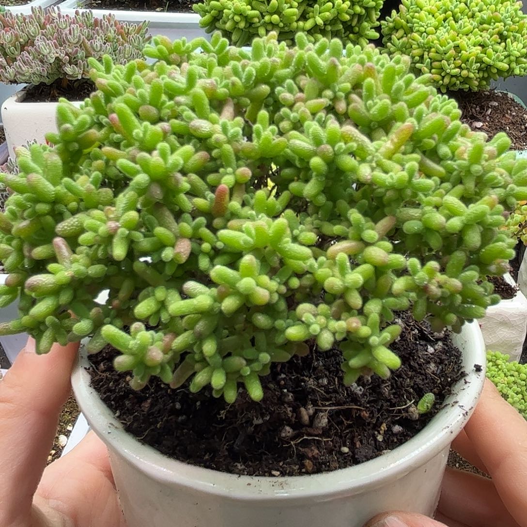 30蜜桔老桩带盆优选枝干