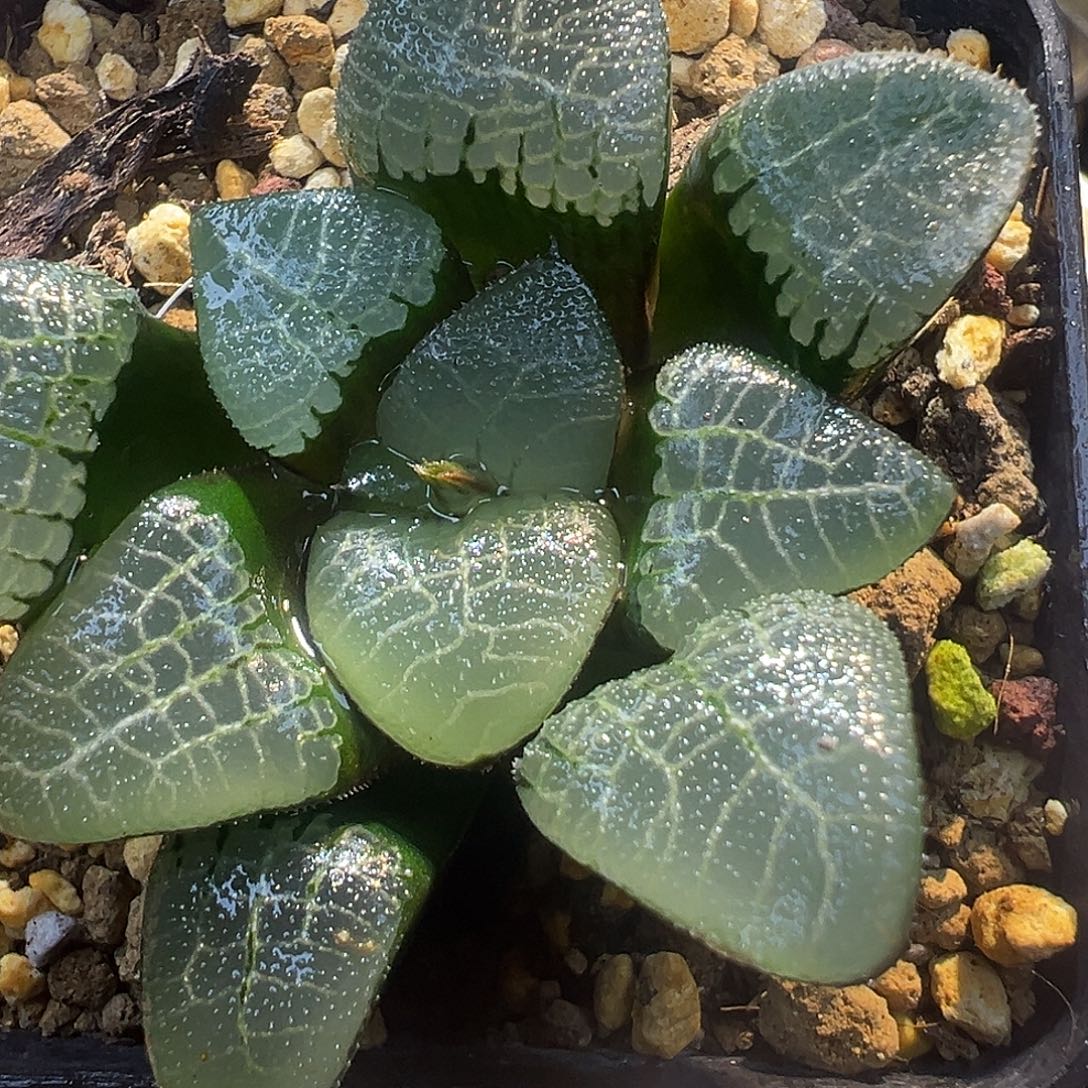 97号实生克特选福利