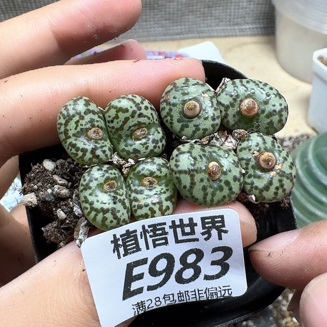 多肉植物的人生ef