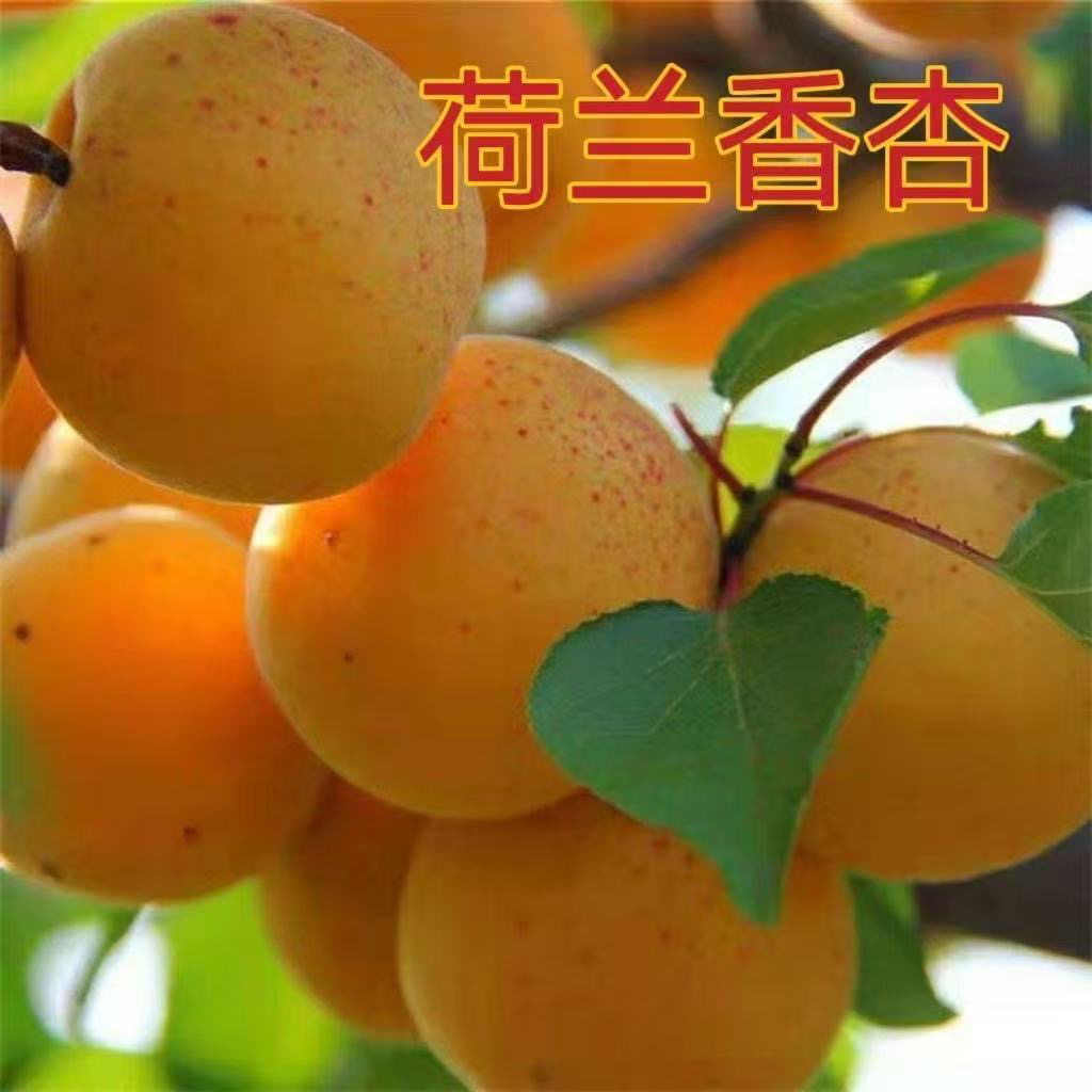 正宗嫁接杏树苗南北方种植盆栽地栽