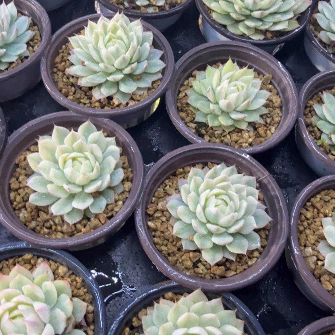 风声锦，多肉锦多肉