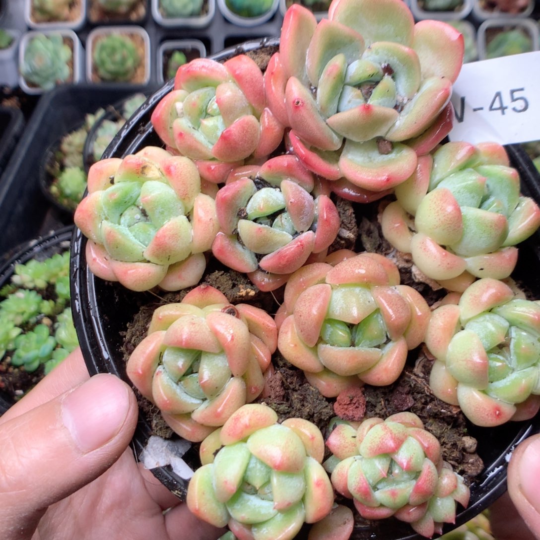 无花朵W45英语英语英语英语