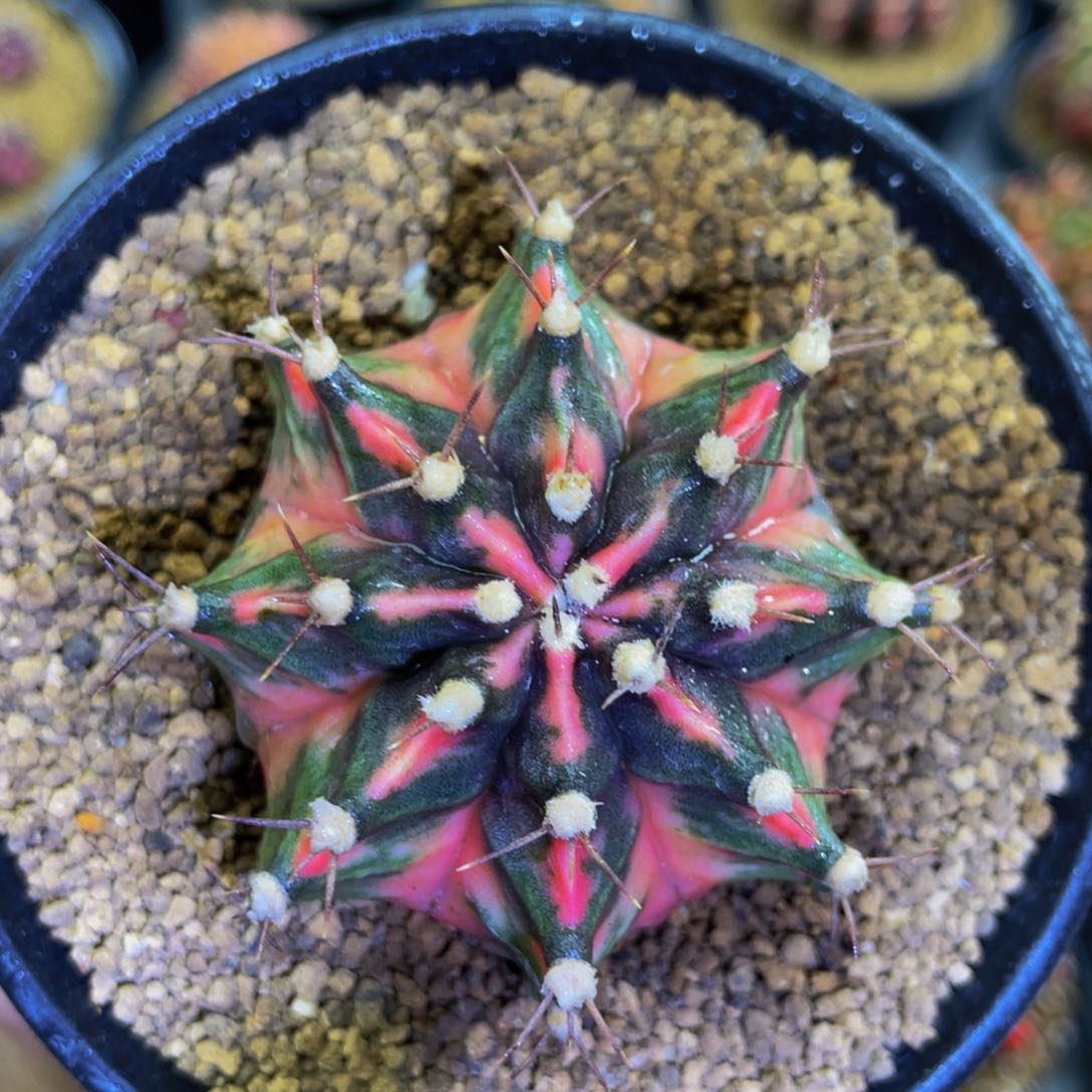 米哈星球00000000009