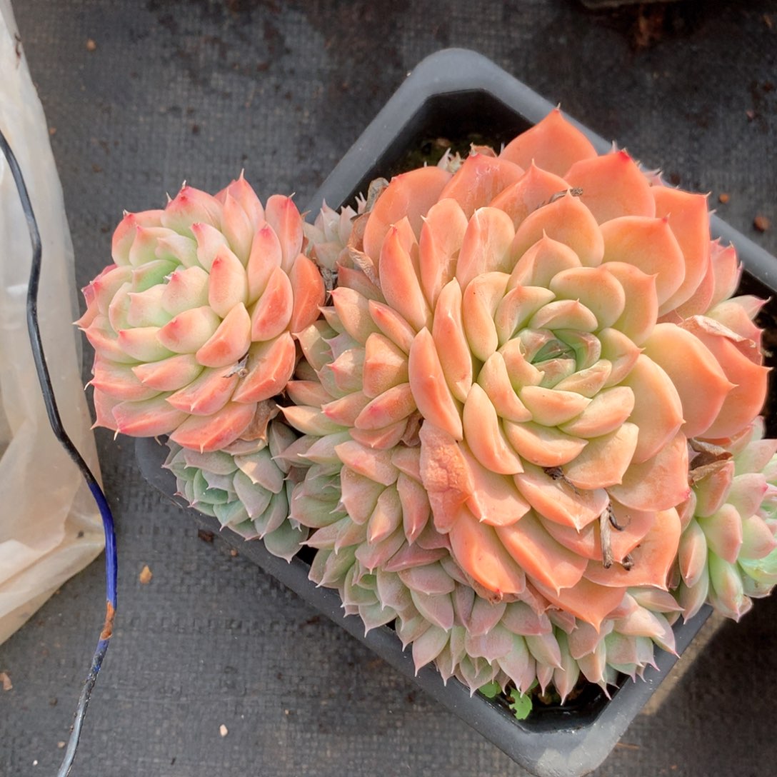 6656不包整散掉头不售后