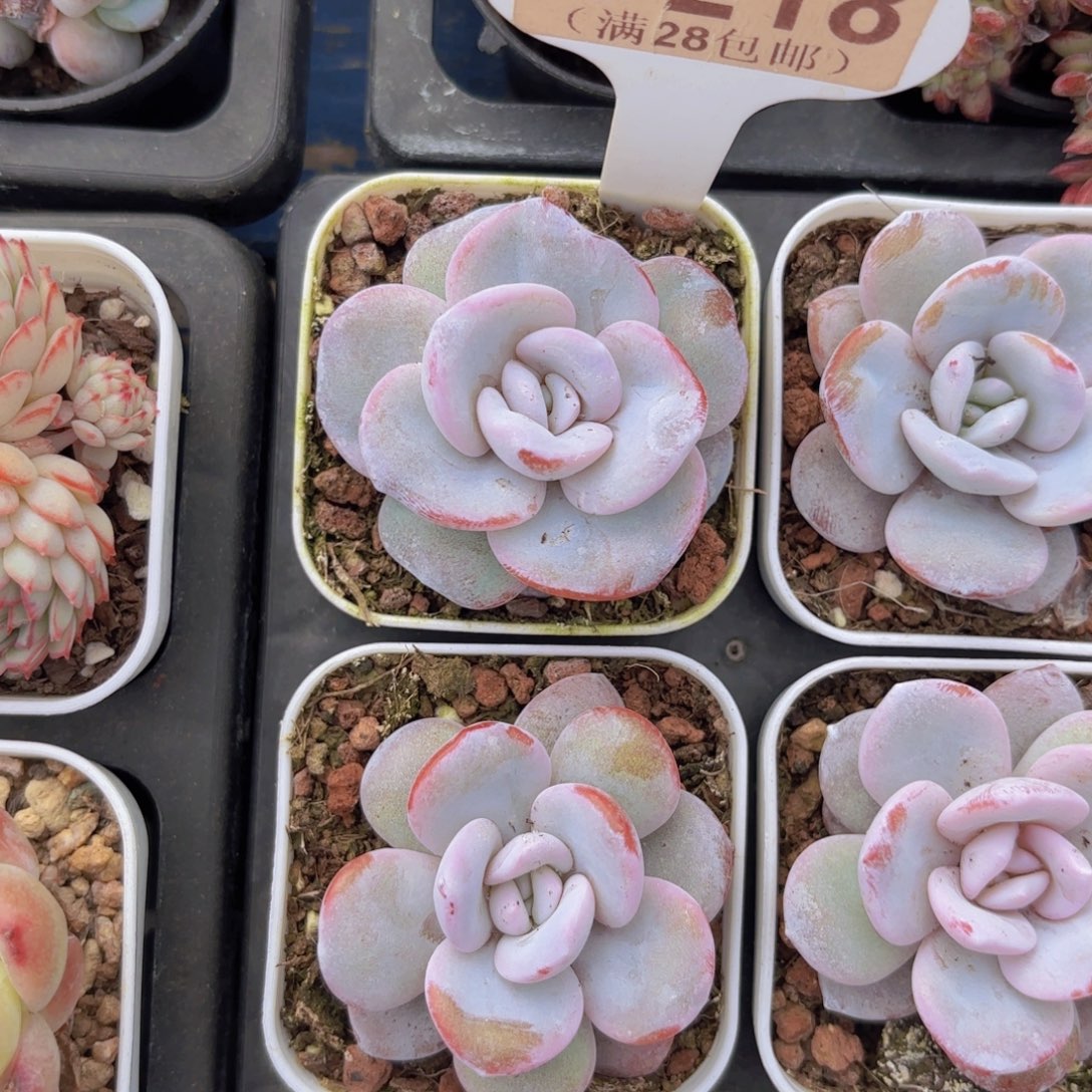 C218粉雪莲一物一拍