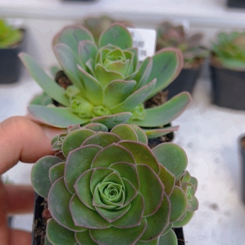 655 山地玫瑰基地福利