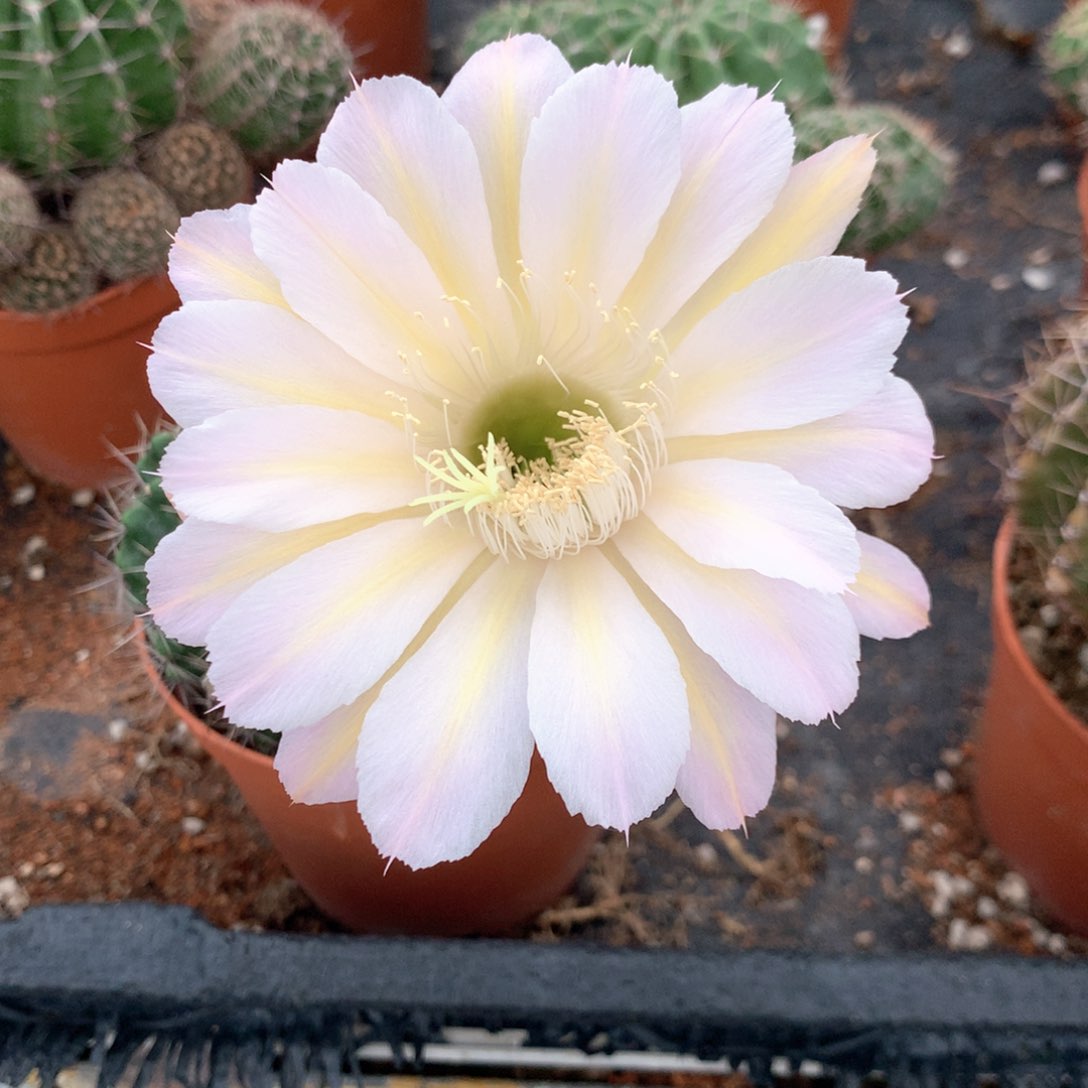 M****）9670实生彩草10公分杯