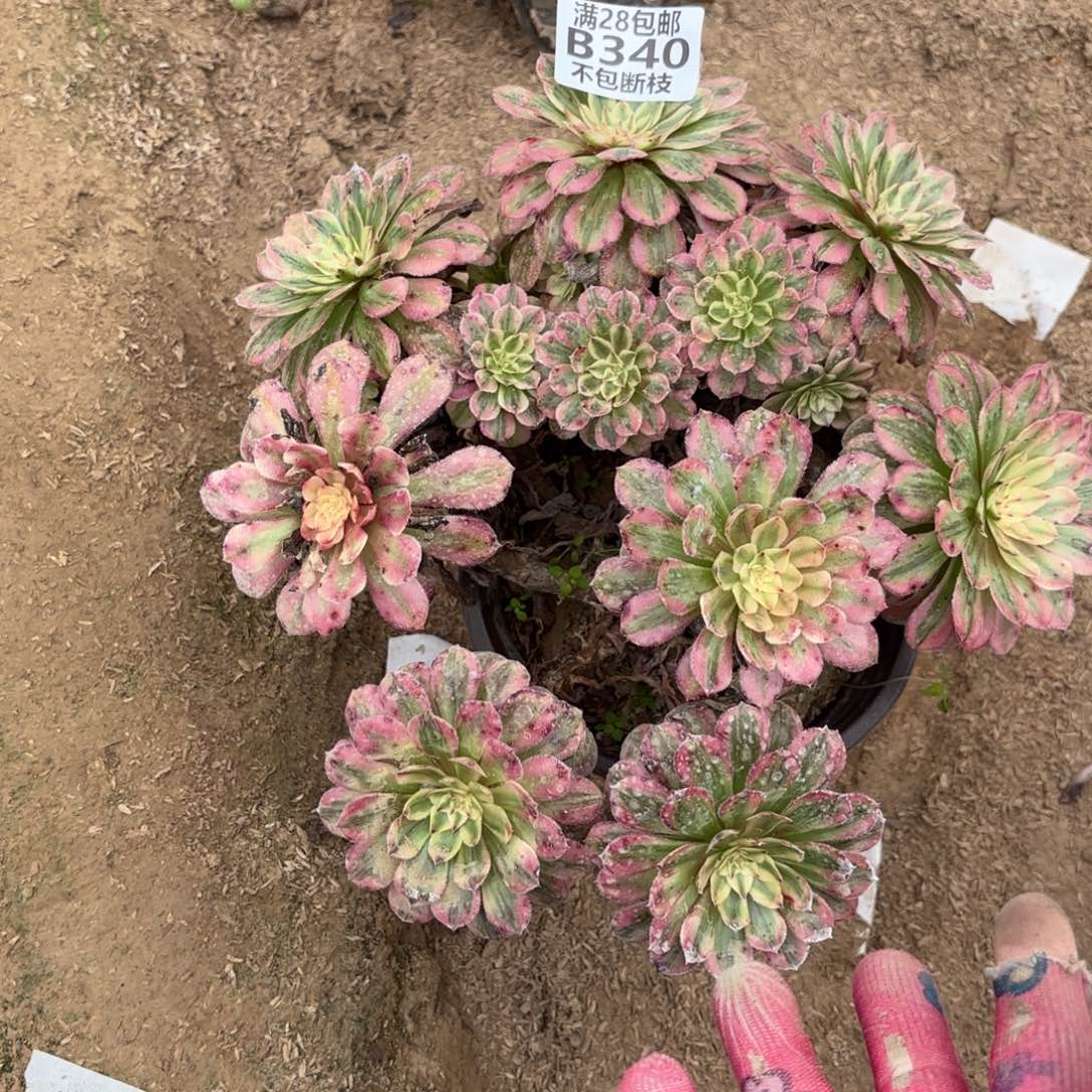 H. 340白月光多肉。cade