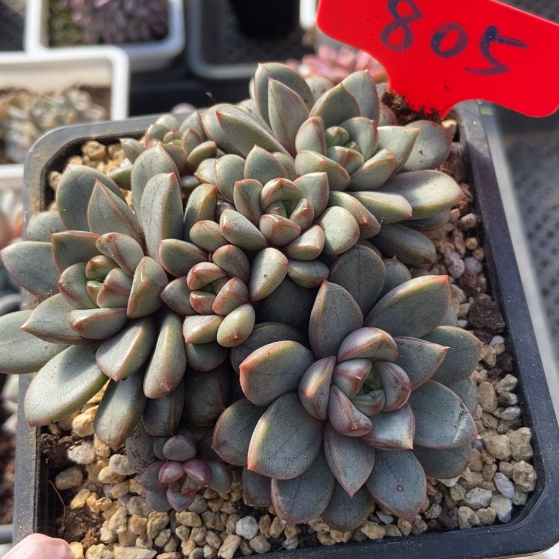 805葡萄多肉植物保护